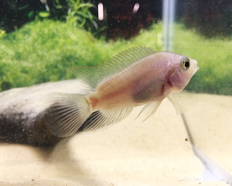 Electric Pink Jack Dempsey For Sale See More...